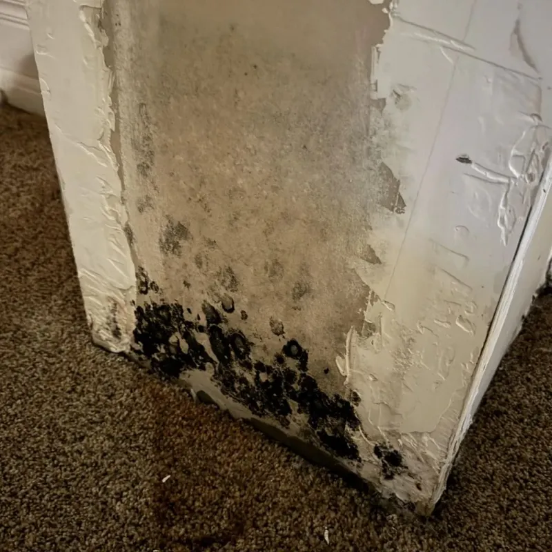 Professional Mold Removal in Prince George County, VA